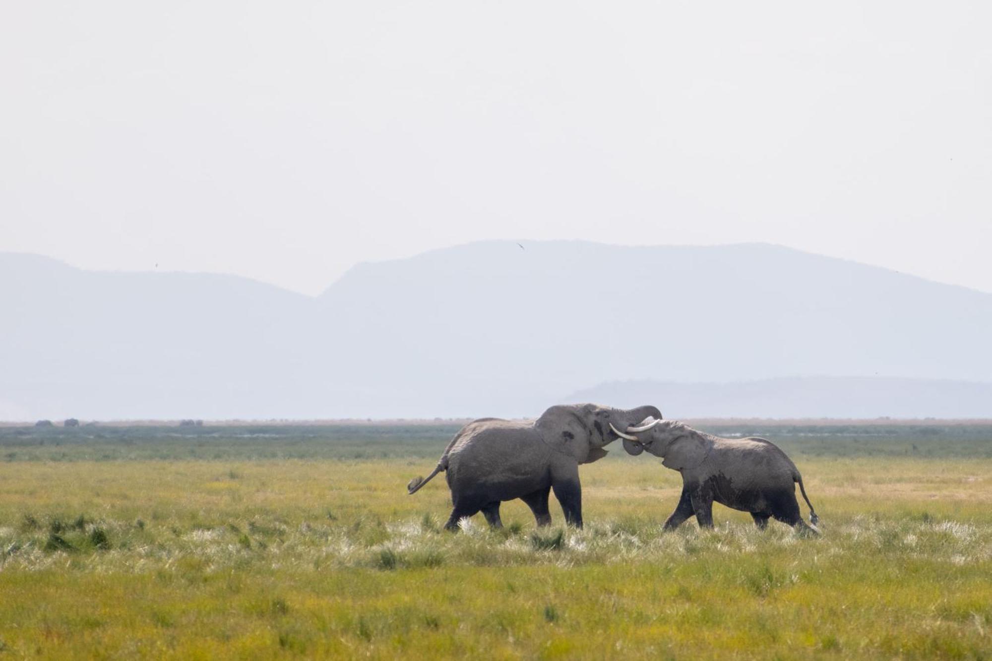 Hotel Little Amanya Camp Amboseli-Nationalpark Exterior foto